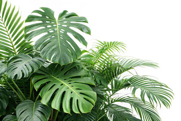 palm tree isolated on white