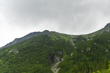 Green mountain slope covered with summer forest rises into cloudy sky, creating peaceful natural landscape. Mountain hill covered with green trees and mist forms calm nature scenery.