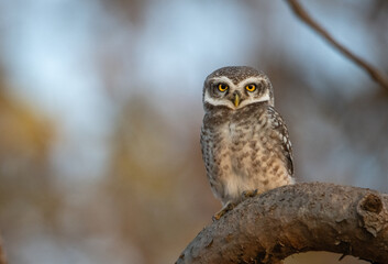 great horned owl in gir forest