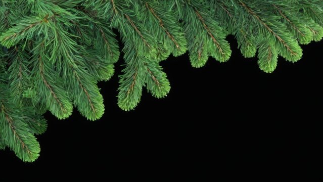 Pine tree branch closeup with densely packed green needles forming a border, set against black background with transparent overlay. - Powered by Adobe