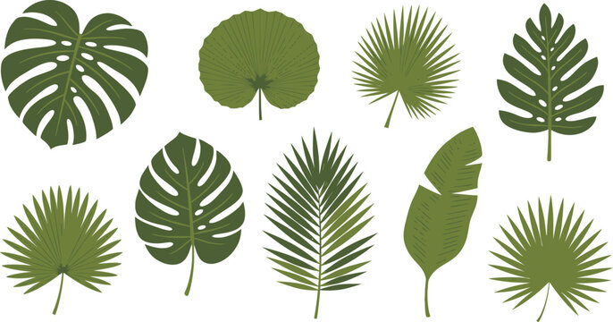 Vibrant selection of tropical palm leaf varieties ideal for energetic jungle-style artwork, branding, or creative design themes