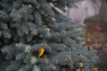 Christmas tree background. a blue spruce twig with an autumn leaf. the concept of autumn