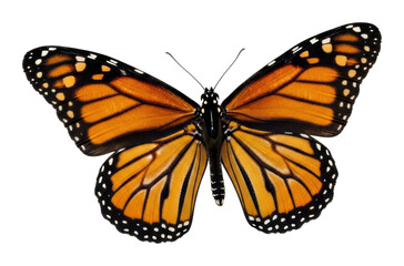 Butterfly displaying vibrant colors nature beauty isolated on transparent background