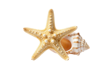 Starfish and Seashell Isolated Together