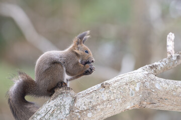 ezo squirrel, Hokkaido, Japan