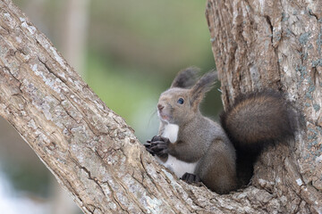 ezo squirrel, Hokkaido, Japan