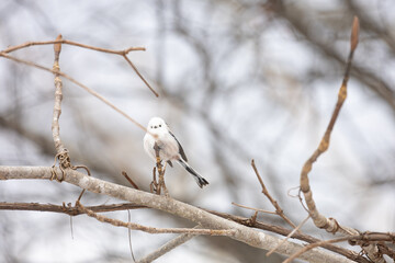 Cute Japanese bird Shima-Enaga resting on a tree branch in winter