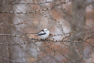 Cute Japanese bird Shima-Enaga resting on a tree branch in winter