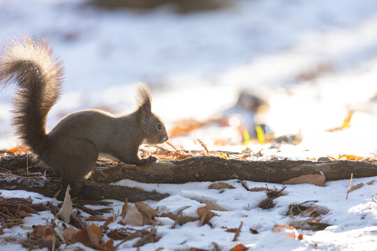ezo squirrel, Hokkaido, Japan