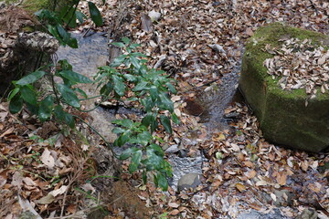 冬の林床で多く見かける、青々とした葉をもつアオキ。落