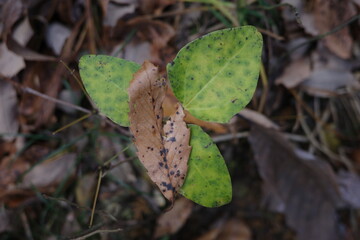 ダンコウバイの幼木の葉の上に、落ち葉が一枚そっと載っている様子。