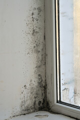 Mold on window in apartment. Dark mold patches spread across damp wall adjacent to window frame. Moisture creating fuzzy organic growth patterns where condensation collects on cold glass. vertical