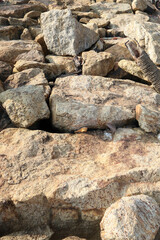 Closeup of stacked coastal rocks used as breakwater shows rugged texture and natural pattern in warm evening light.​​