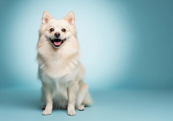 Fluffy white Pomeranian dog running across a sunny green meadow in soft light