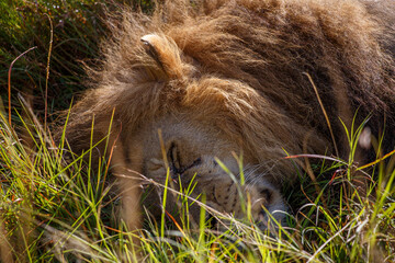 Fototapeta premium Retrato de Primer Plano de León Macho Alfa con Melena Espectacular en el Pastizal Africano de Kenia