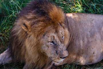 Retrato de Primer Plano de León Macho Alfa con Melena Espectacular en el Pastizal Africano de Kenia