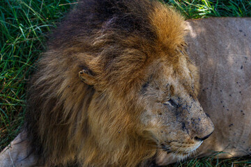 Fototapeta premium Retrato de Primer Plano de León Macho Alfa con Melena Espectacular en el Pastizal Africano de Kenia