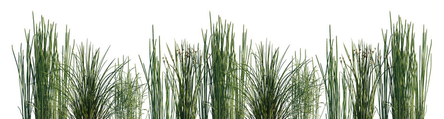 Set of Equisetum hyemale and Juncus effusus isolated png on a transparent background perfectly cutout high resolution