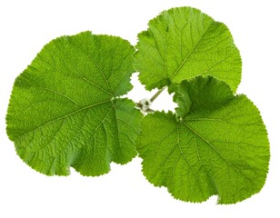 Fototapeta premium Close-up studio shot of a plant's three large, textured green leaves sprouting from a central stem against a white background