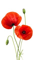 Obraz premium Close-up studio shot featuring vivid red blooms with black centers, green stems, and buds against a bright white backdrop