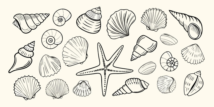 Collection of hand drawn black and white line art seashells and starfish on a pale background