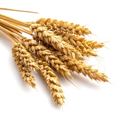 Close-up shot of several dried golden wheat stalks, showcasing detailed texture and a simple white background. The ears are fully ripened