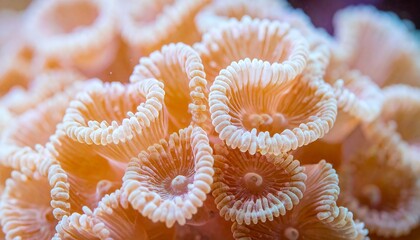 Close-up showcases a collection of vibrant, coral-like organisms with radial patterns and delicate, cup-shaped structures