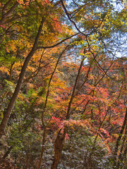 梅ヶ瀬渓谷の晩秋