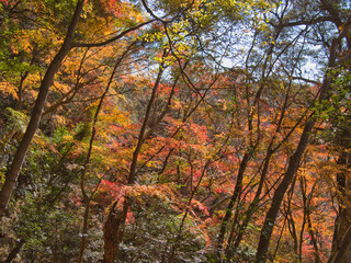 梅ヶ瀬渓谷の晩秋