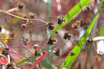 花が終わったセンダングサの先端に出来た種子（痩果）