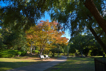 遊歩道傍のベンチと紅葉し始めたケヤキが秋の陽射しを浴びている風景