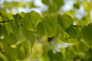 Heart shape ～ the young leaves of the Katsura tree, with the new green buds of spring budding (telephoto zoom, close-up macro shot) / 春の新緑の芽吹きが出そろった桂の若葉(望遠ズーム，クローズアップ・マクロ撮り)