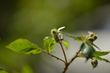 Rubus sorbifolius white spring flowers with small petals and clustered inflorescences emerging from thorned hairy stems