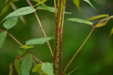 Rubus sorbifolius shows reddish curved thorns, hairy stems, pinnate leaves, white spring flowers, and hollow red fruits in summer. Photographed in Korea.