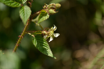 Naklejka premium Rubus sorbifolius white spring flowers with small petals and clustered inflorescences emerging from thorned hairy stems