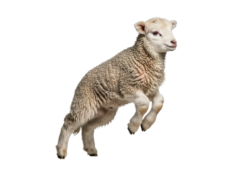 a hyper-detailed, ultra-fluffy juvenile lamb vigorously jumping mid-air, all four hooves tucked, isolated on a bright white studio background maximizing copy space. concept of youthful vitality and