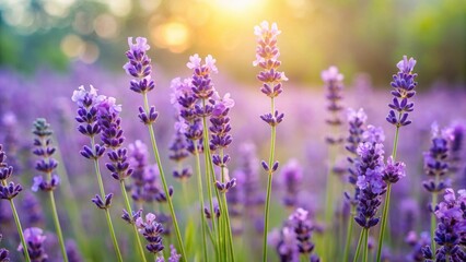 Obraz premium Golden Hour Lavender Field A Serene Vista of Blooming Purple Flowers Basking in the Warm Sunlight