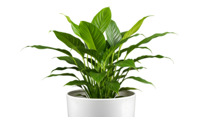 Elegant peace lily plant in white pot isolated on transparent background
