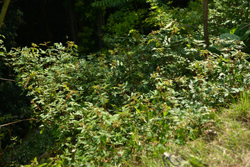 Obraz premium Rubus sorbifolius shows reddish curved thorns, hairy stems, pinnate leaves, white spring flowers, and hollow red fruits in summer. Photographed in Korea.