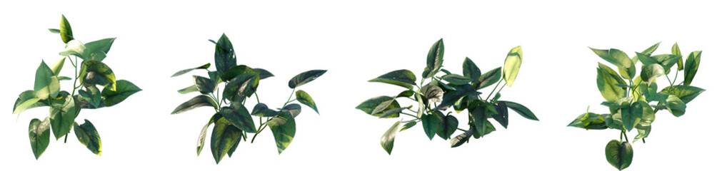 Set of Scindapsus pictus Trebie (commonly known as the Kochii Peace Lily) flowering isolated png on a transparent background perfectly cutout high resolution