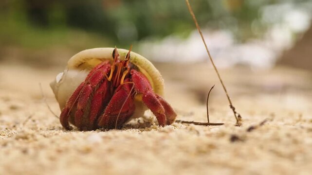 Solitary hermit crab moving cautiously along wet sandy shoreline 
