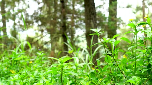 A peaceful, lush forest or nature scene. A close-up of young green grass and plants gently moving in the breeze, with tall, blurred trees (bokeh) in the background.