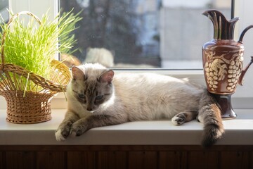 Cute blue-eyed kitten on a windowsill