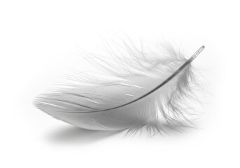 Delicate soft white feather resting isolated on a bright white background