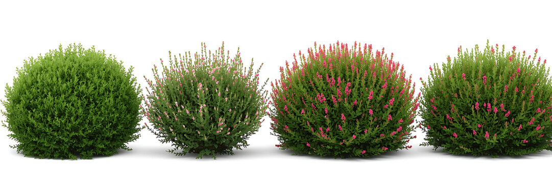 Four round heather shrubs showing different stages of growth and bloom isolated on white background