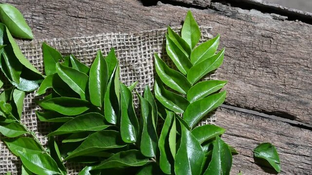 Fresh curry leaves on a dark moody background full depth of field and wooden background