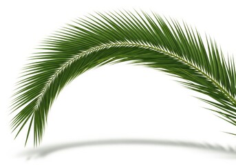 Curved green frond from a tropical plant arches gracefully against a stark white background