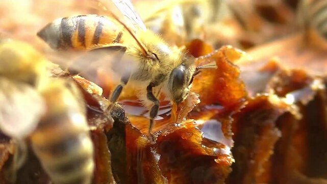 This video shows a glistening, golden honeycomb (oozing liquid honey) surrounded by bees, highlighting the sticky, textured appearance of the honey and hive.