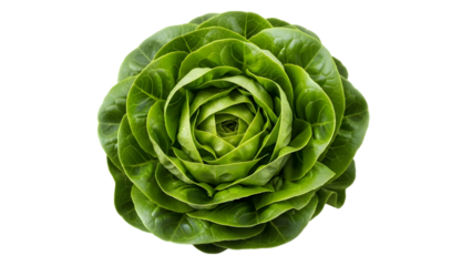 Fresh green artichoke vegetable close up isolated on transparent background