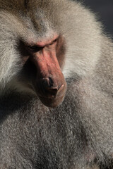 Obraz premium Baboon Portrait Zoo Animal Closeup. A hamadryas baboon stares intensely at the camera, its long, gray fur and prominent snout visible.